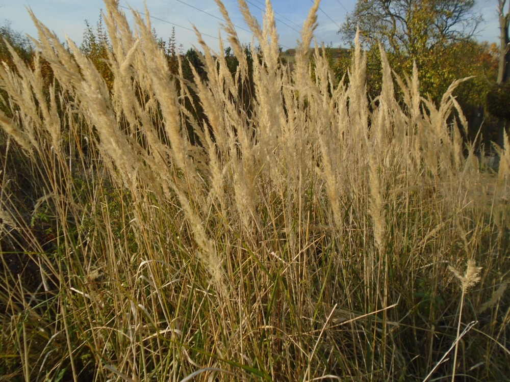 traviny ve Středohoří