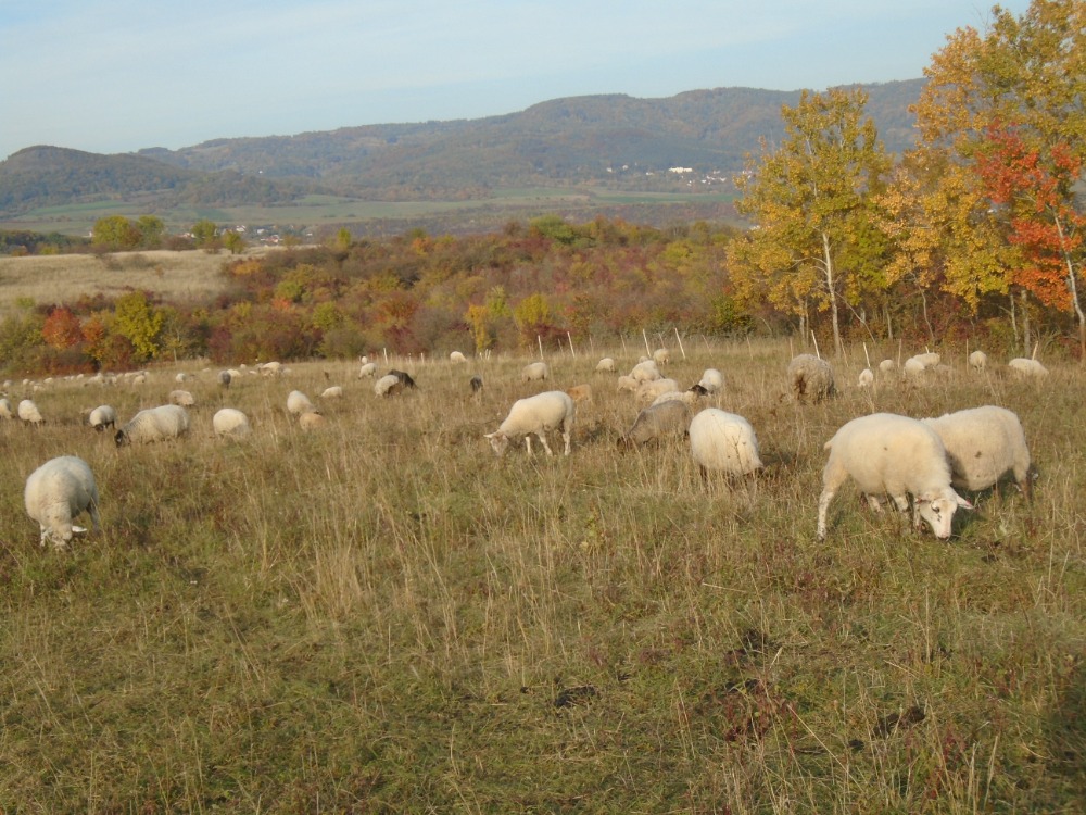 ovečky na Litoměřicku